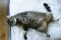 Funny cat fell apart on the bed. ÃÂ¡at lies on a comfortable mattress.